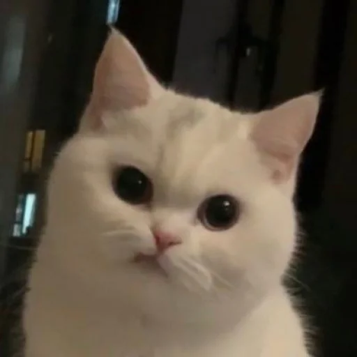 🐈‍⬛️ Стикер «котики для котят» для Telegram