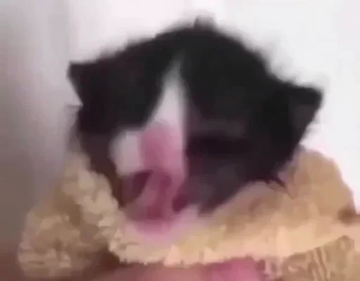 🐈‍⬛️ Стикер «котики для котят» для Telegram