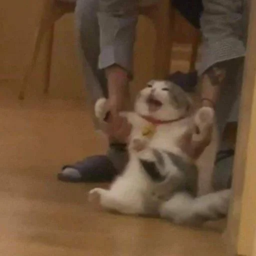 🐈‍⬛️ Стикер «котики для котят» для Telegram