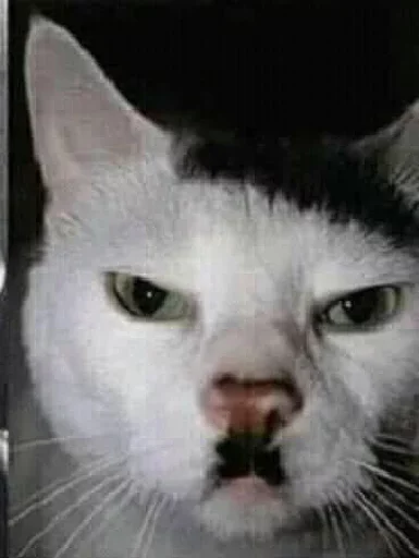 🐈‍⬛️ Стикер «котики для котят» для Telegram