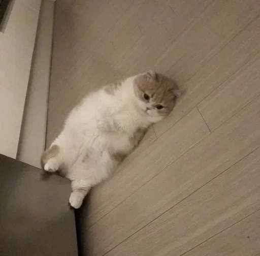 🐈‍⬛️ Стикер «котики для котят» для Telegram