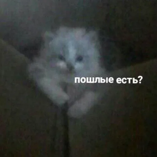 🐈‍⬛️ Стикер «котики для котят» для Telegram