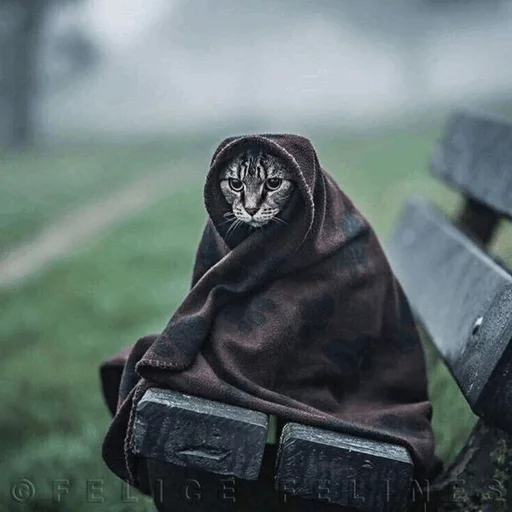 ⚡️ Стикер «Cat&;s Memes» для Telegram
