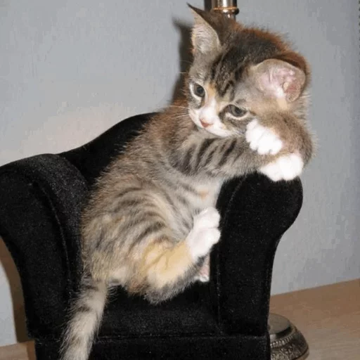 ⚡️ Стикер «Cat&;s Memes» для Telegram