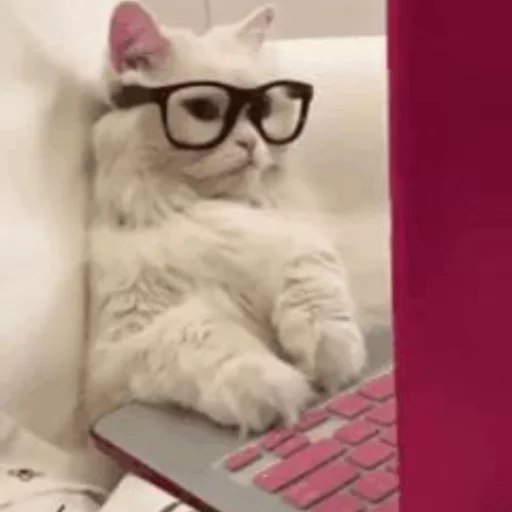 ⚡️ Стикер «Cat&;s Memes» для Telegram