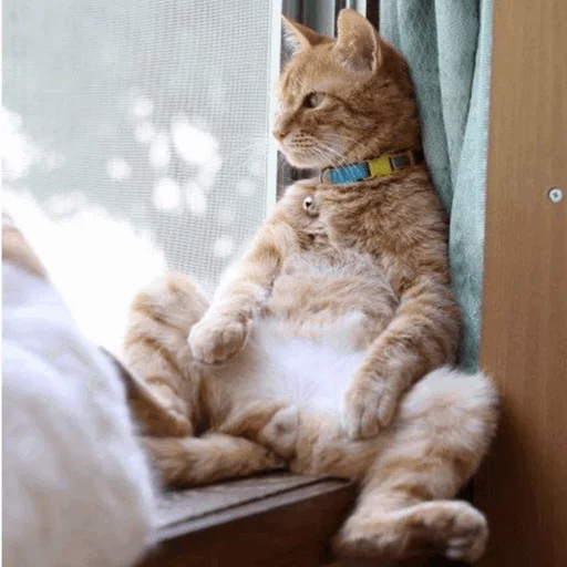 ⚡️ Стикер «Cat&;s Memes» для Telegram