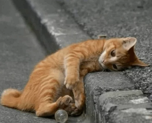⚡️ Стикер «Cat&;s Memes» для Telegram