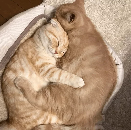 Стикерпак Cat&;s Memes для Telegram