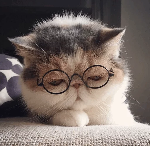 ⚡️ Стикер «Cat&;s Memes» для Telegram