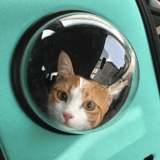 ⚡️ Стикер «Cat&;s Memes» для Telegram