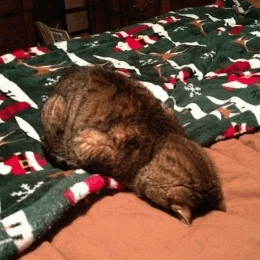 ⚡️ Стикер «Cat&;s Memes» для Telegram