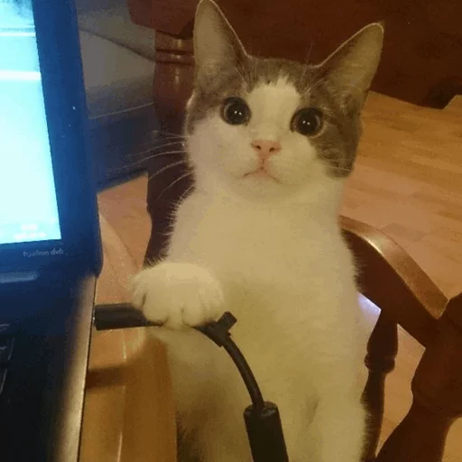 ⚡️ Стикер «Cat&;s Memes» для Telegram