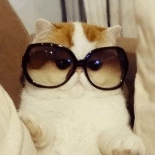 ⚡️ Стикер «Cat&;s Memes» для Telegram