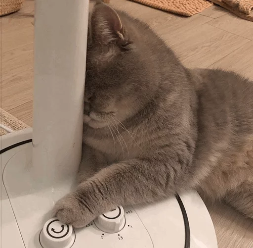 ⚡️ Стикер «Cat&;s Memes» для Telegram