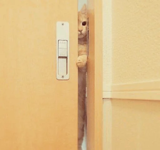 ⚡️ Стикер «Cat&;s Memes» для Telegram