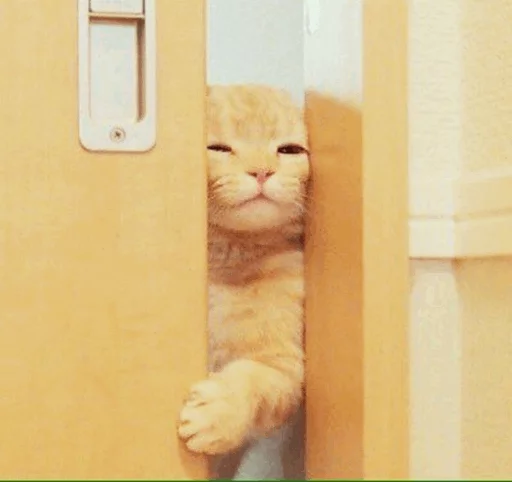 ⚡️ Стикер «Cat&;s Memes» для Telegram