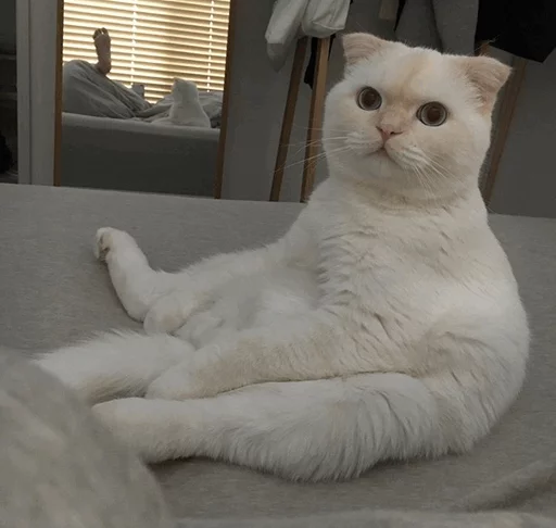 ⚡️ Стикер «Cat&;s Memes» для Telegram