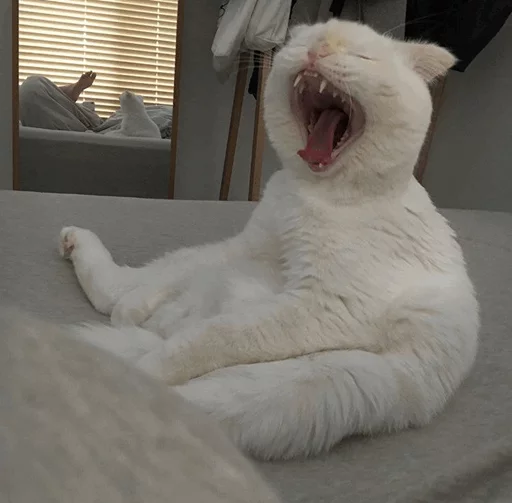 ⚡️ Стикер «Cat&;s Memes» для Telegram