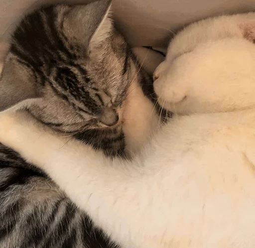 ⚡️ Стикер «Cat&;s Memes» для Telegram