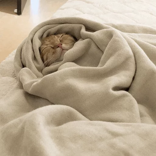 ⚡️ Стикер «Cat&;s Memes» для Telegram