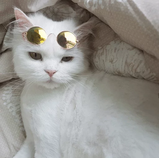 ⚡️ Стикер «Cat&;s Memes» для Telegram