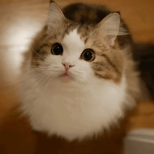 ⚡️ Стикер «Cat&;s Memes» для Telegram