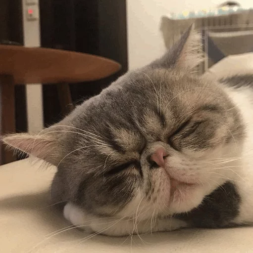 ⚡️ Стикер «Cat&;s Memes» для Telegram