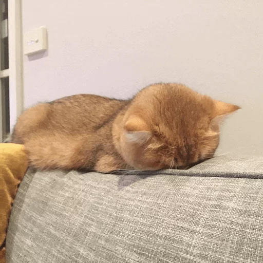 ⚡️ Стикер «Cat&;s Memes» для Telegram