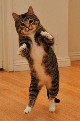 ⚡️ Стикер «Cat&;s Memes» для Telegram