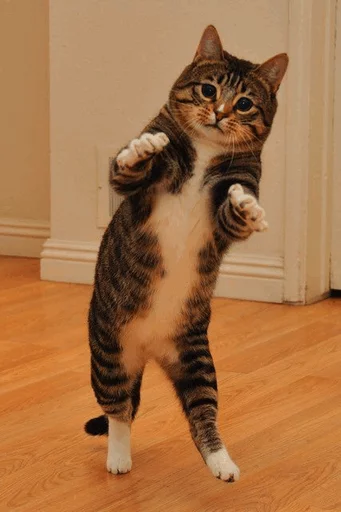 ⚡️ Стикер «Cat&;s Memes» для Telegram