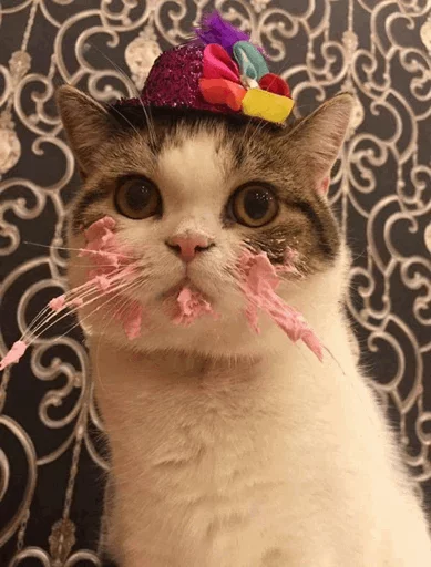 ⚡️ Стикер «Cat&;s Memes» для Telegram