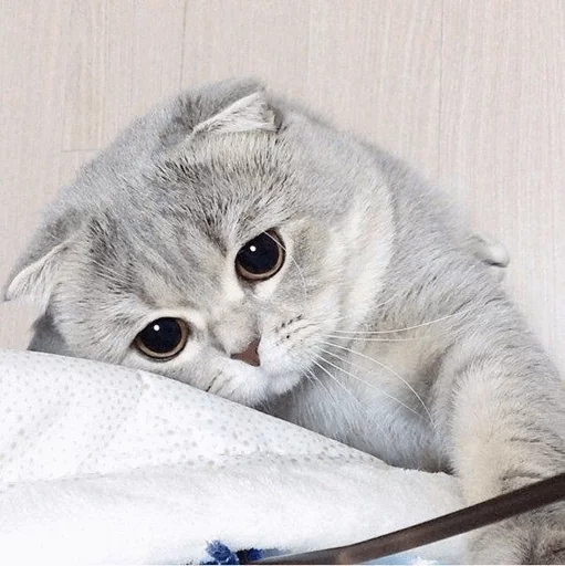 ⚡️ Стикер «Cat&;s Memes» для Telegram