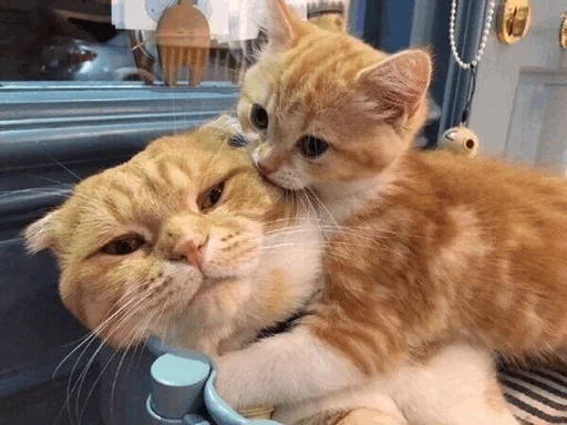 ⚡️ Стикер «Cat&;s Memes» для Telegram
