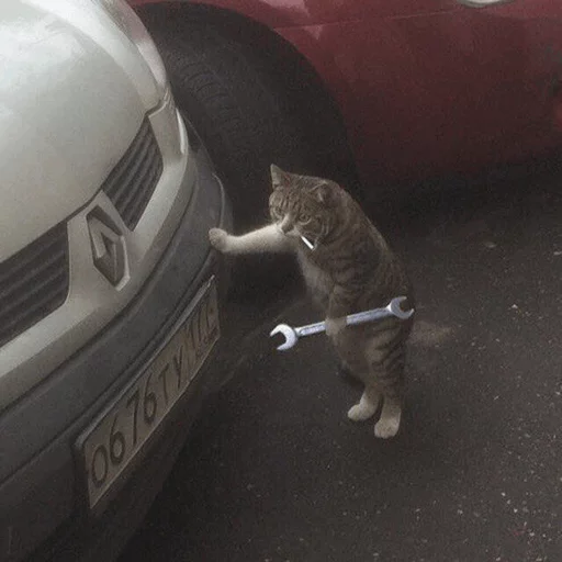 ⚡️ Стикер «Cat&;s Memes» для Telegram