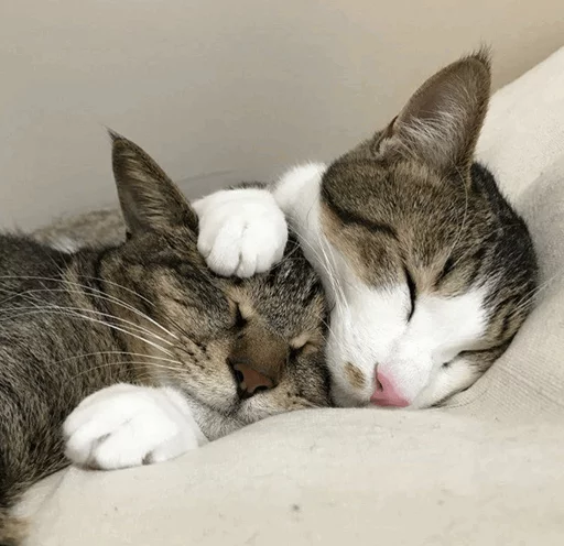 ⚡️ Стикер «Cat&;s Memes» для Telegram