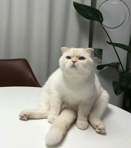 ⚡️ Стикер «Cat&;s Memes» для Telegram