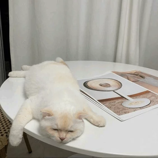 ⚡️ Стикер «Cat&;s Memes» для Telegram