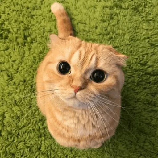 ⚡️ Стикер «Cat&;s Memes» для Telegram
