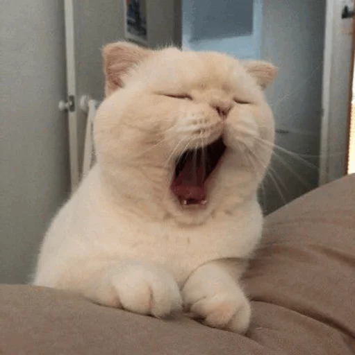 ⚡️ Стикер «Cat&;s Memes» для Telegram