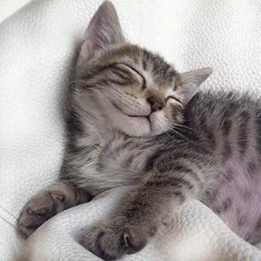 ⚡️ Стикер «Cat&;s Memes» для Telegram