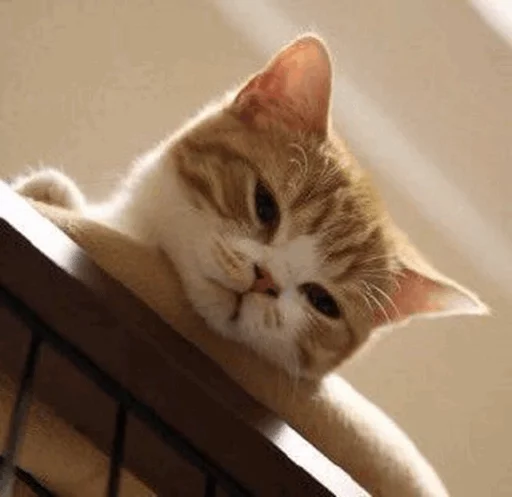⚡️ Стикер «Cat&;s Memes» для Telegram