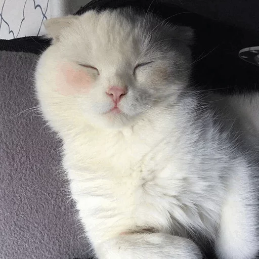 ⚡️ Стикер «Cat&;s Memes» для Telegram