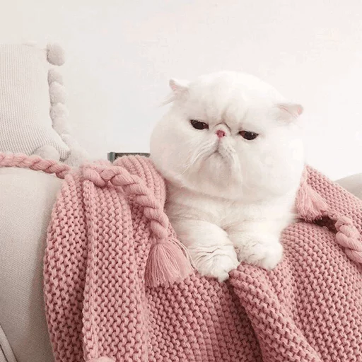 ⚡️ Стикер «Cat&;s Memes» для Telegram
