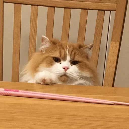 ⚡️ Стикер «Cat&;s Memes» для Telegram