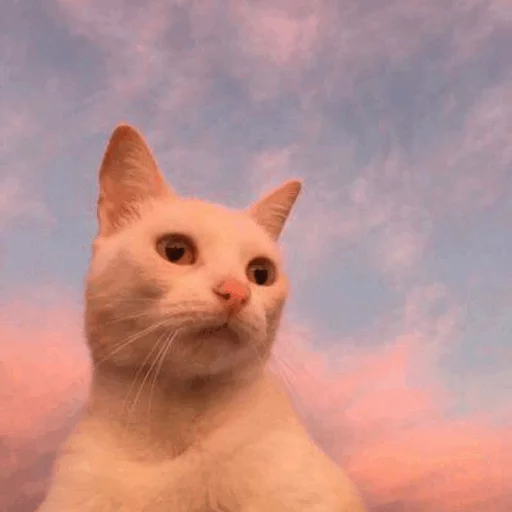 ⚡️ Стикер «Cat&;s Memes» для Telegram