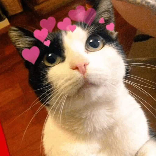 ⚡️ Стикер «Cat&;s Memes» для Telegram