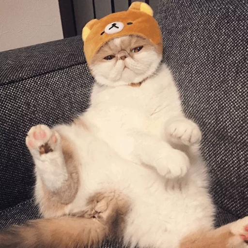 ⚡️ Стикер «Cat&;s Memes» для Telegram