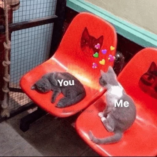 ⚡️ Стикер «Cat&;s Memes» для Telegram