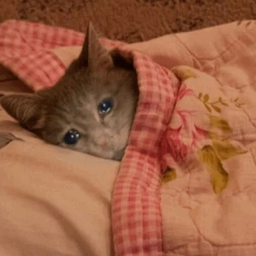 ⚡️ Стикер «Cat&;s Memes» для Telegram