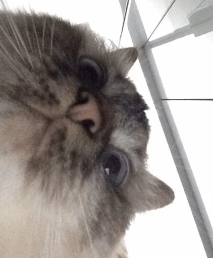 ⚡️ Стикер «Cat&;s Memes» для Telegram